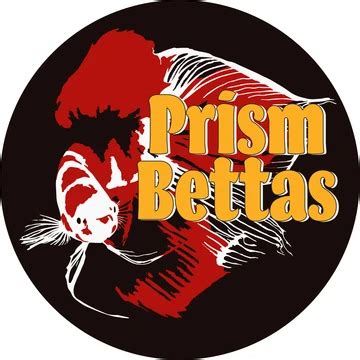 Available Stock – Prism Bettas.